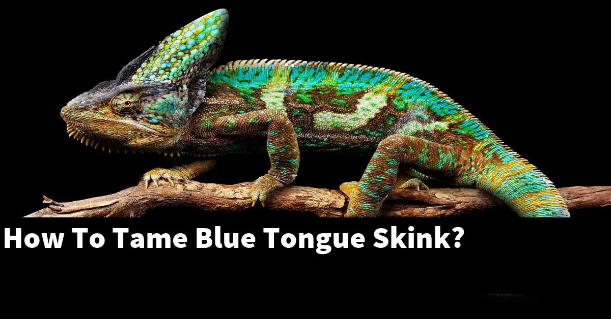 How To Tame Blue Tongue Skink?