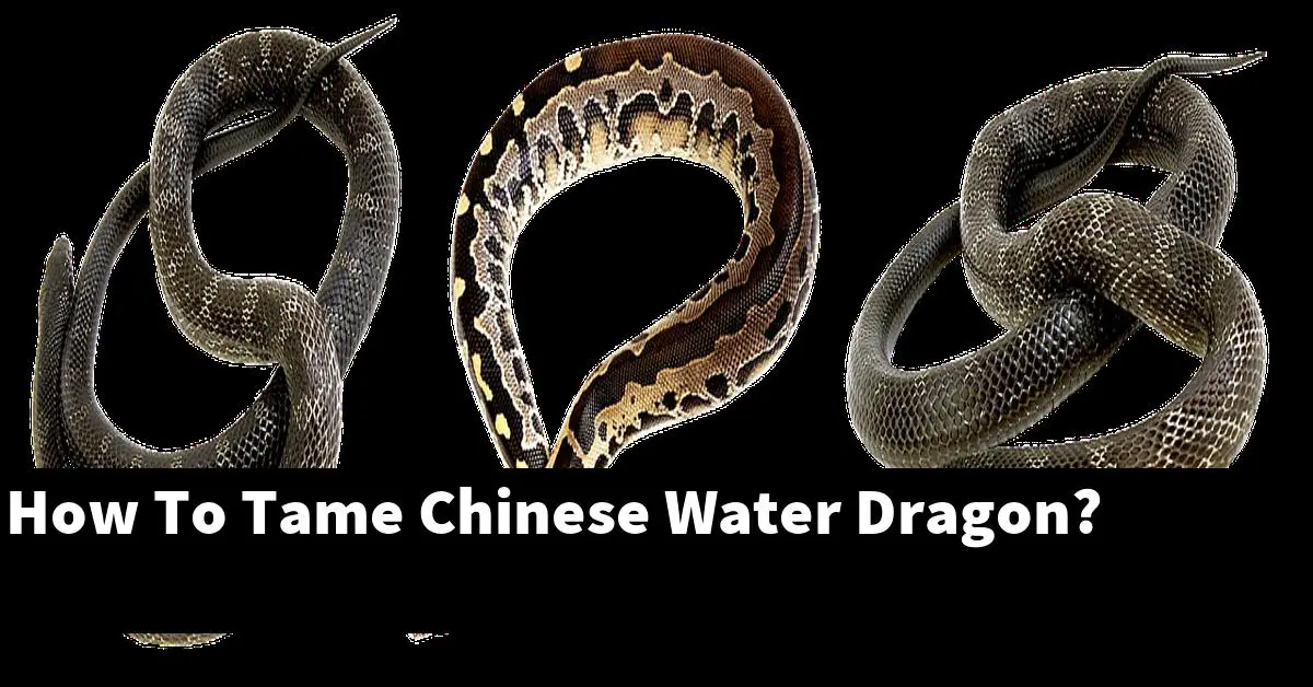 How To Tame Chinese Water Dragon?