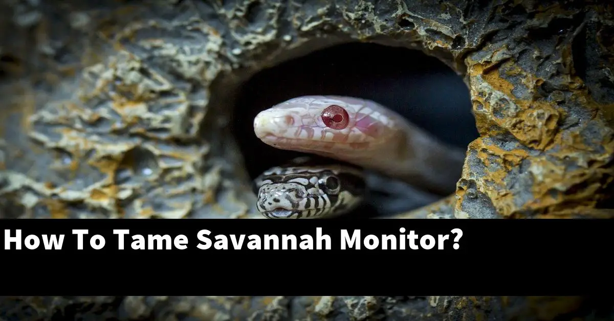 How To Tame Savannah Monitor?