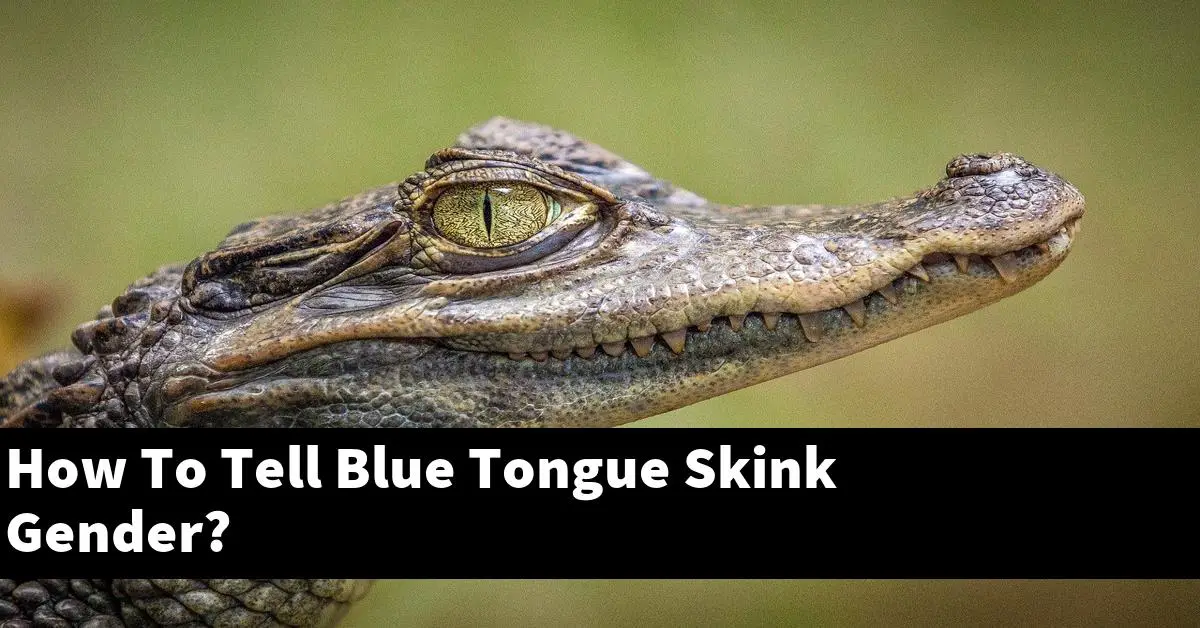 How To Tell Blue Tongue Skink Gender?