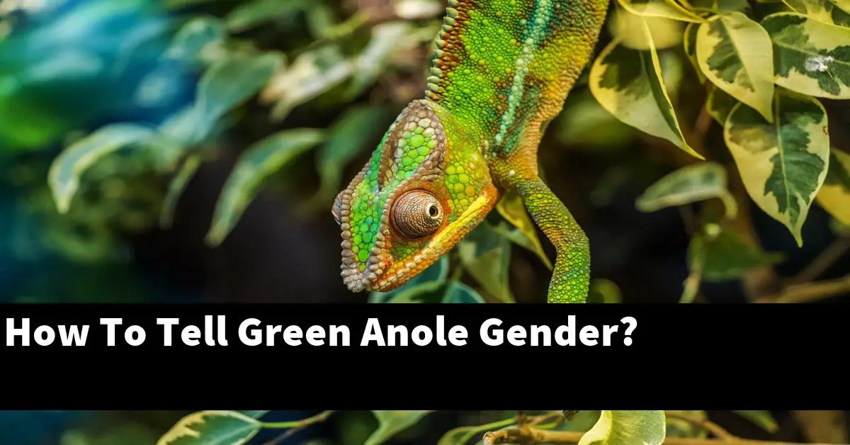 How To Tell Green Anole Gender?