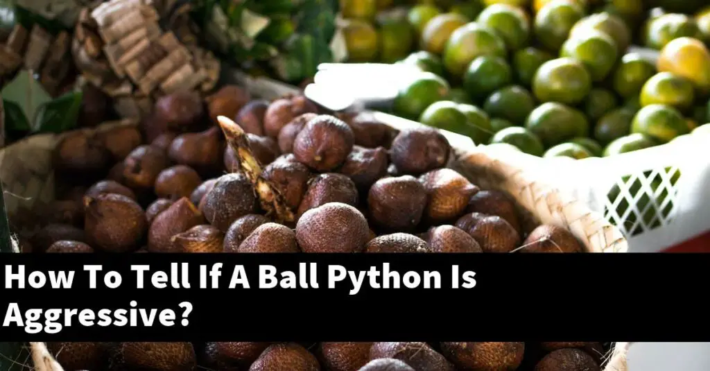 How To Tell If A Ball Python Is Aggressive? My Reptile Blog