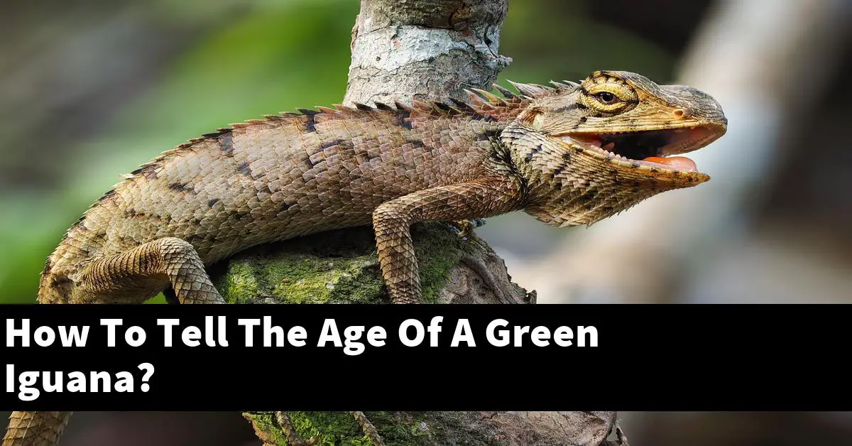 How To Tell The Age Of A Green Iguana?