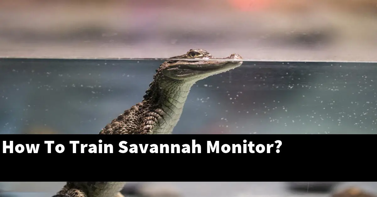 How To Train Savannah Monitor?