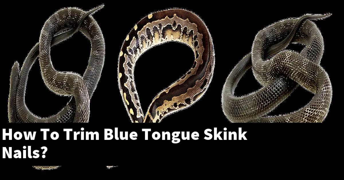 How To Trim Blue Tongue Skink Nails?