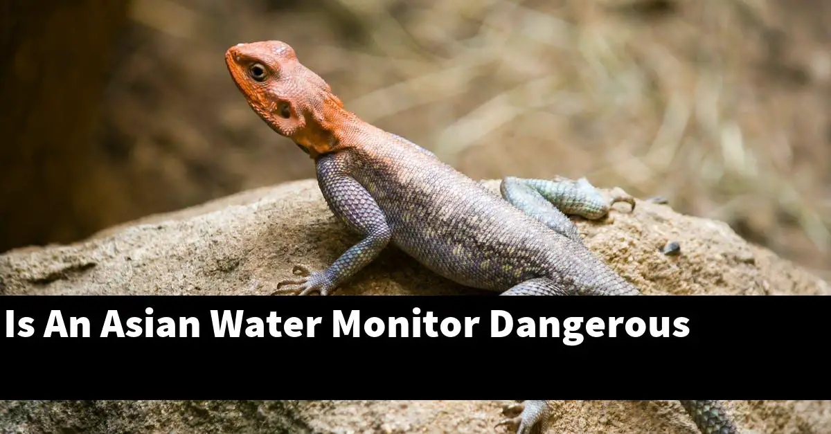 Is An Asian Water Monitor Dangerous
