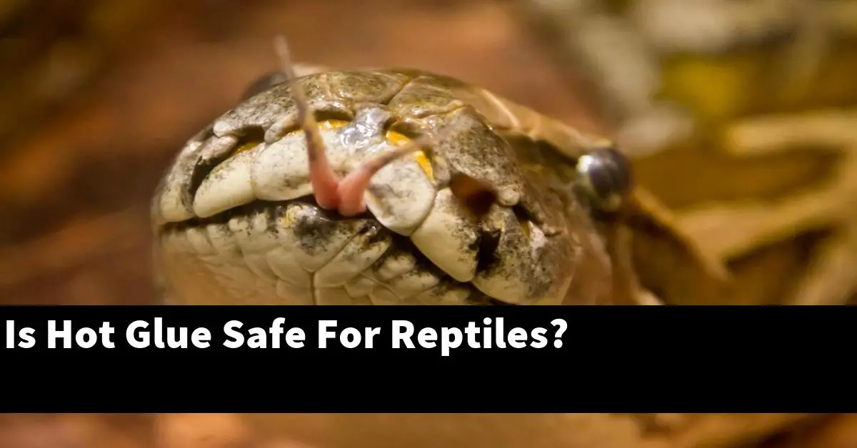 Is Hot Glue Safe For Reptiles?