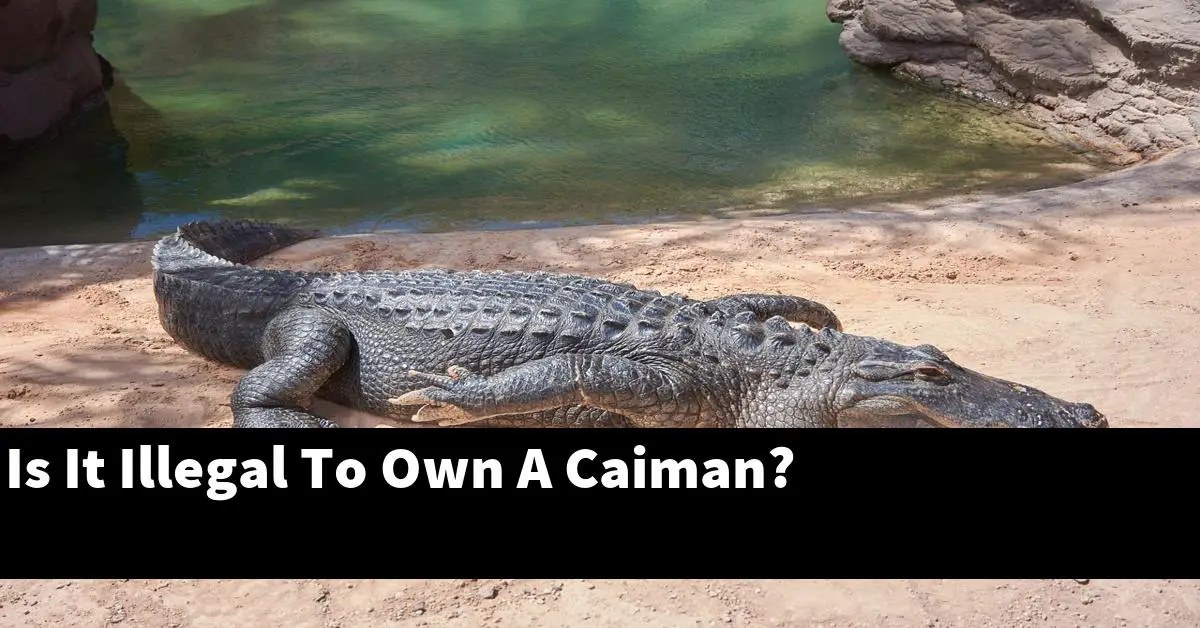 Is It Illegal To Own A Caiman?