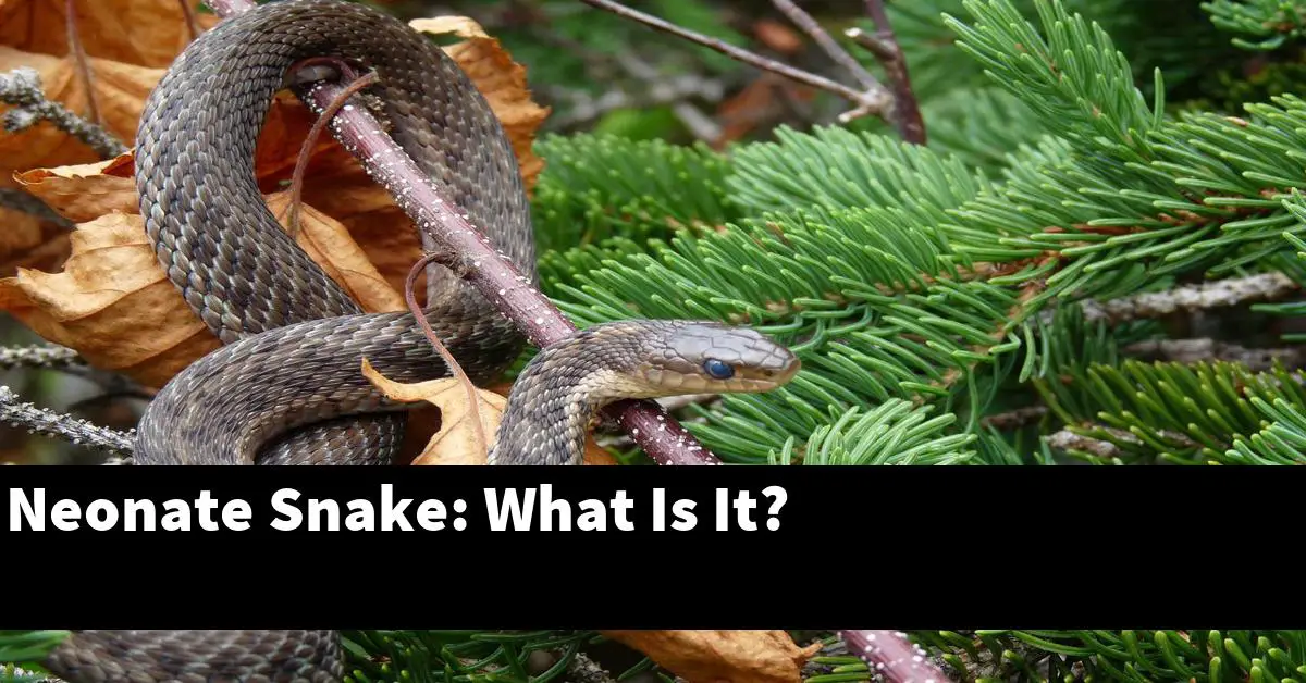 Neonate Snake: What Is It?