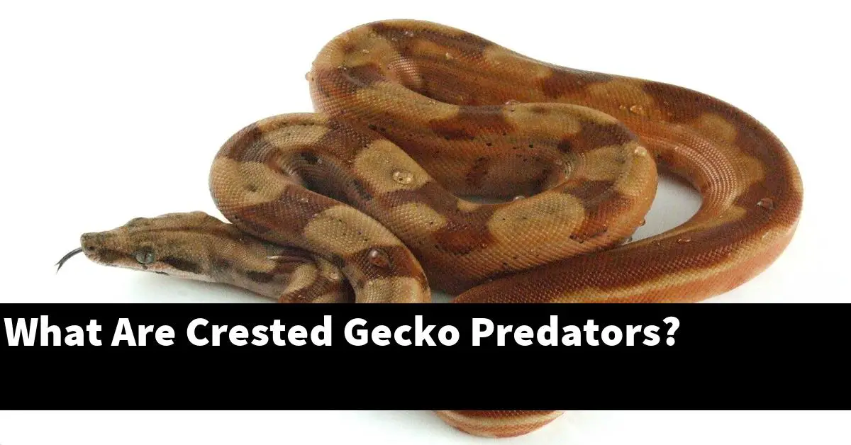 What Are Crested Gecko Predators?