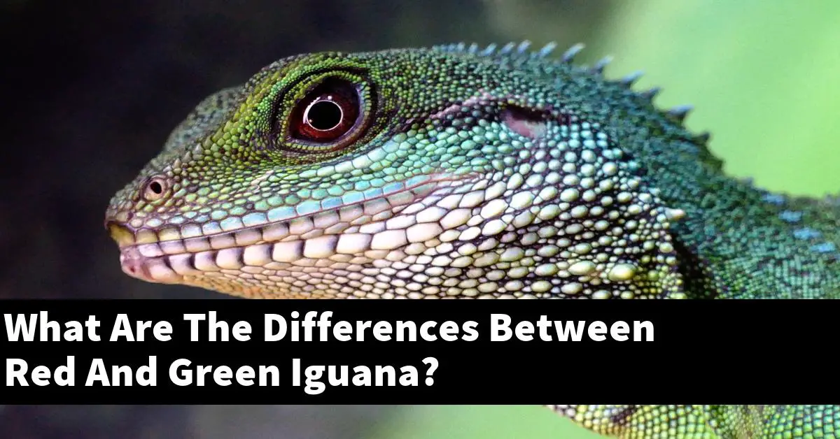 What Are The Differences Between Red And Green Iguana?