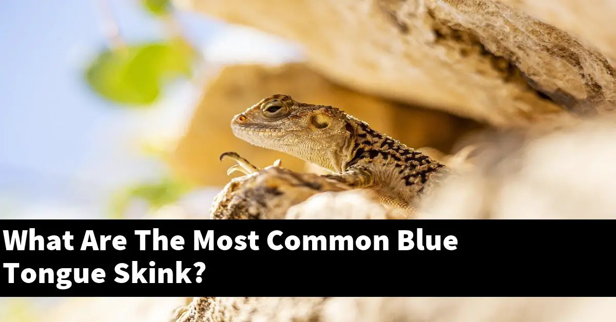 What Are The Most Common Blue Tongue Skink?