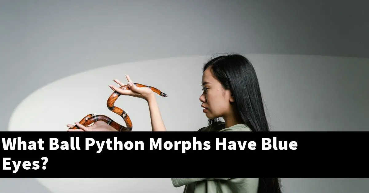 What Ball Python Morphs Have Blue Eyes?