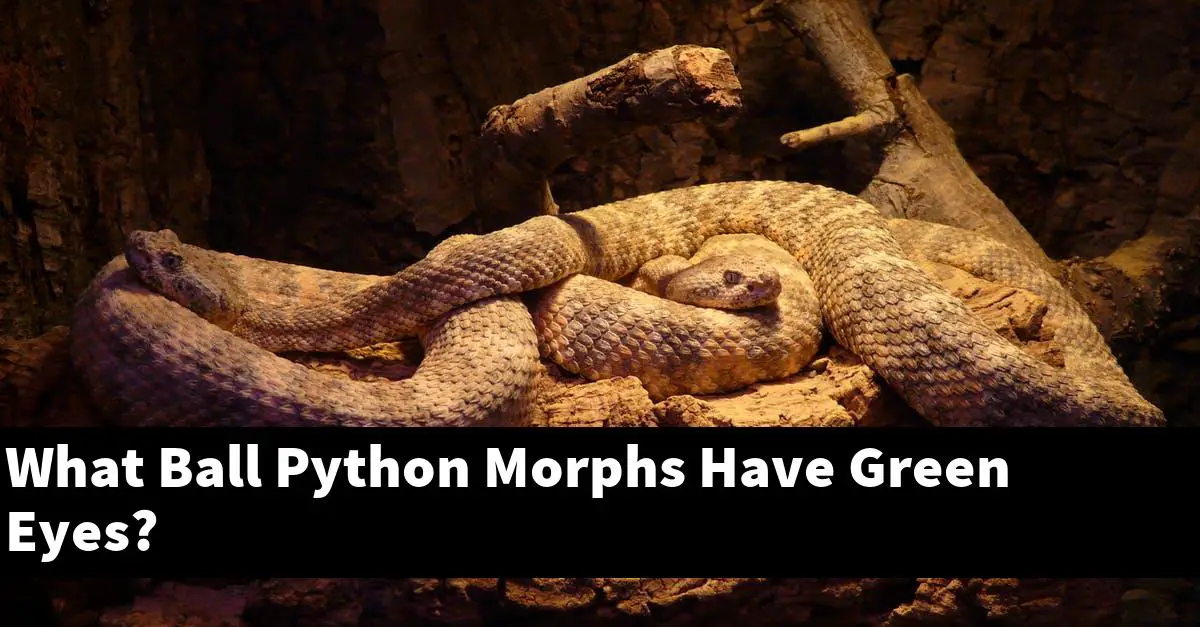 What Ball Python Morphs Have Green Eyes?
