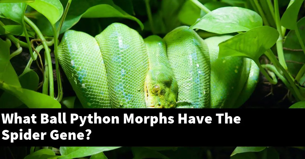 What Ball Python Morphs Have The Spider Gene?