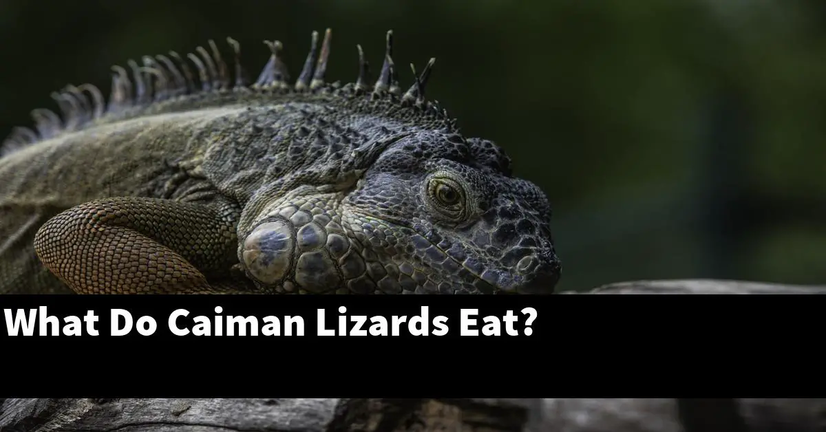 What Do Caiman Lizards Eat?