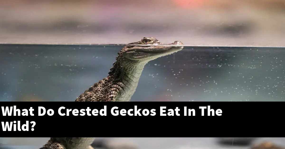 What Do Crested Geckos Eat In The Wild?