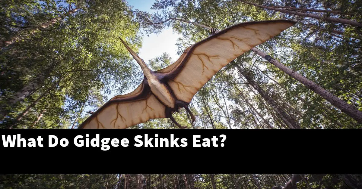 What Do Gidgee Skinks Eat?