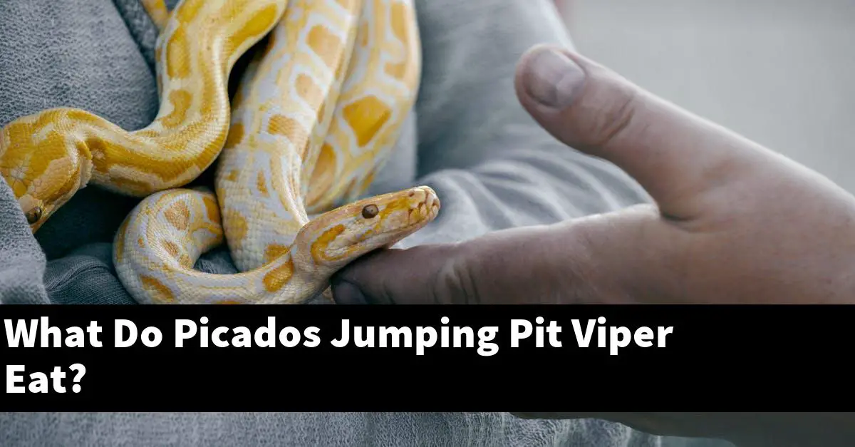 What Do Picados Jumping Pit Viper Eat?