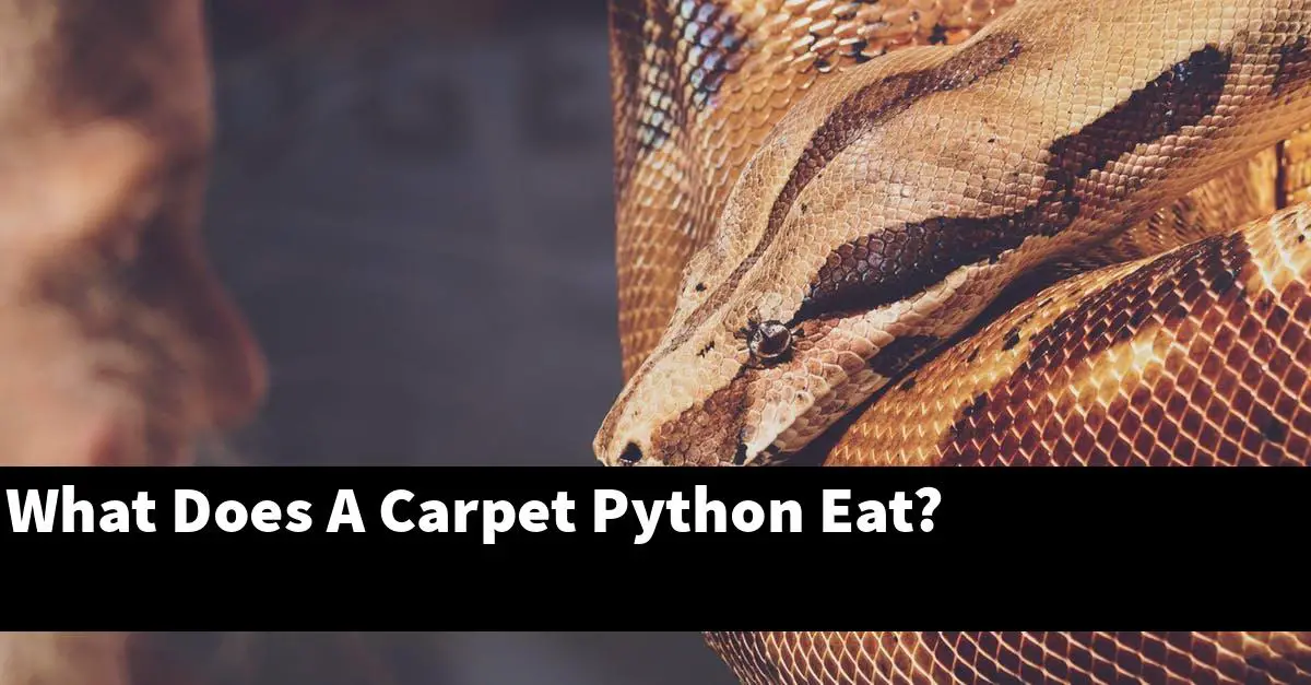 What Does A Carpet Python Eat?