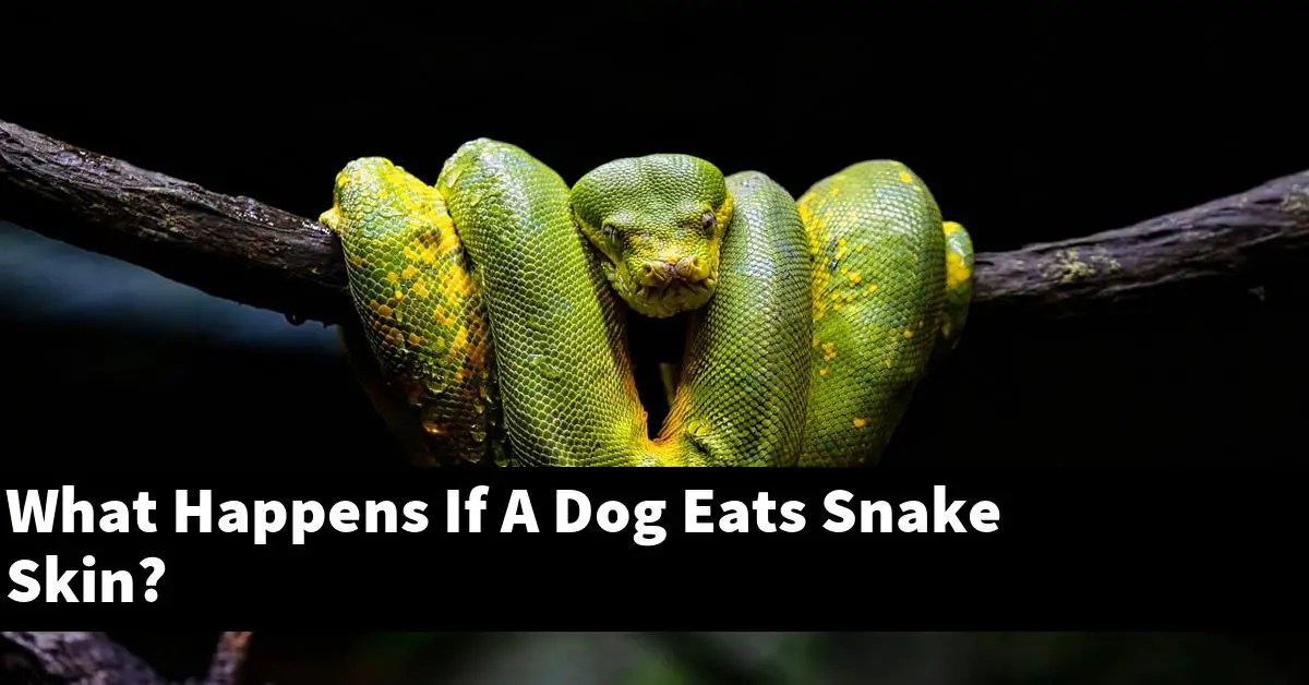 What Happens If A Dog Eats Snake Skin?