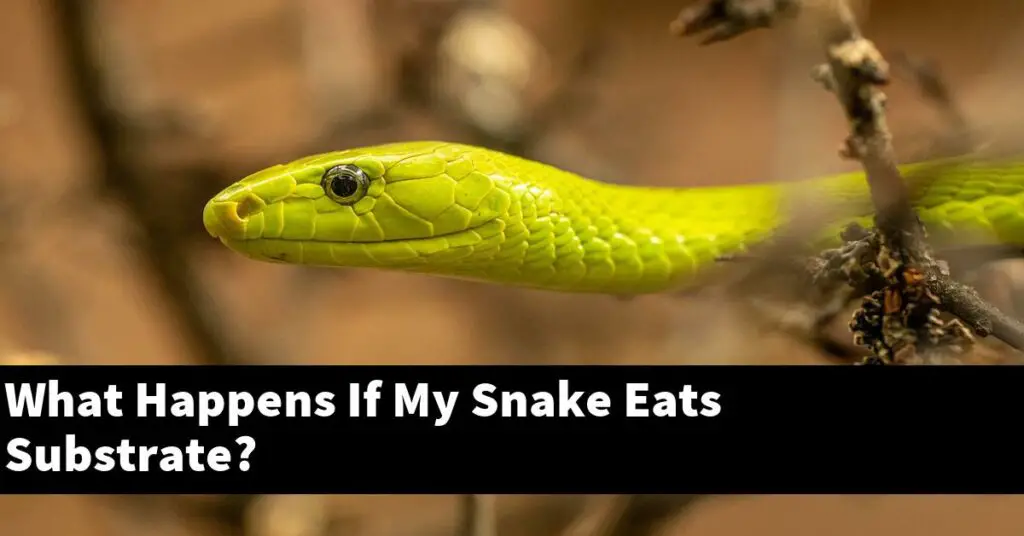 What Happens If My Snake Eats Substrate? My Reptile Blog