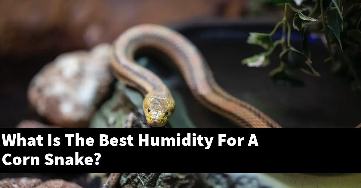 What Is The Best Humidity For A Corn Snake?