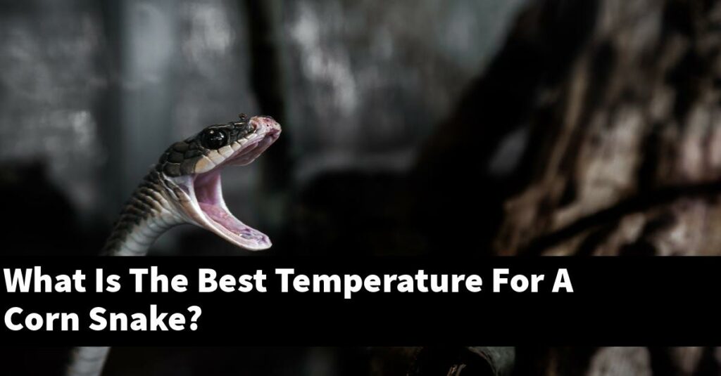 What Is The Best Temperature For A Corn Snake? My Reptile Blog