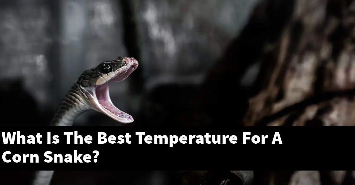 What Is The Best Temperature For A Corn Snake?