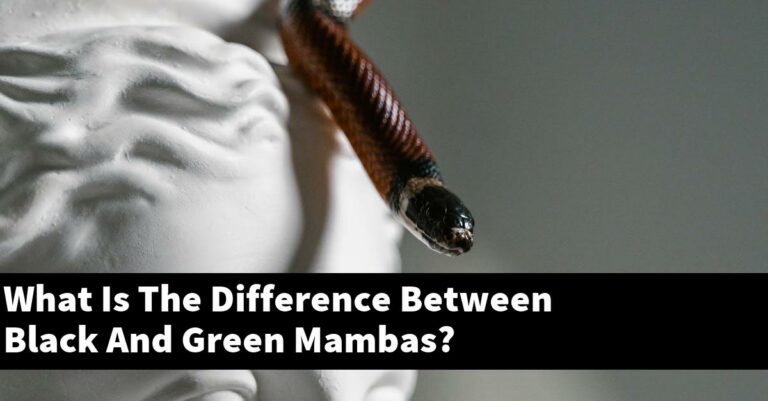 What Is The Difference Between Black And Green Mambas? - My Reptile Blog