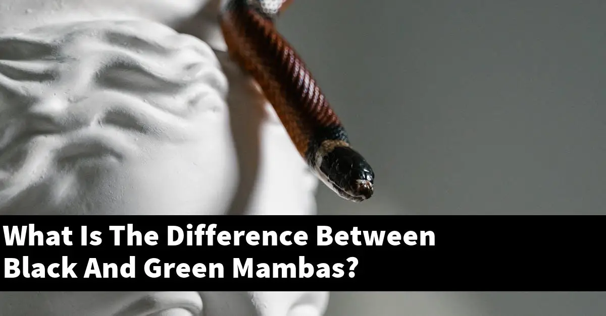 What Is The Difference Between Black And Green Mambas?