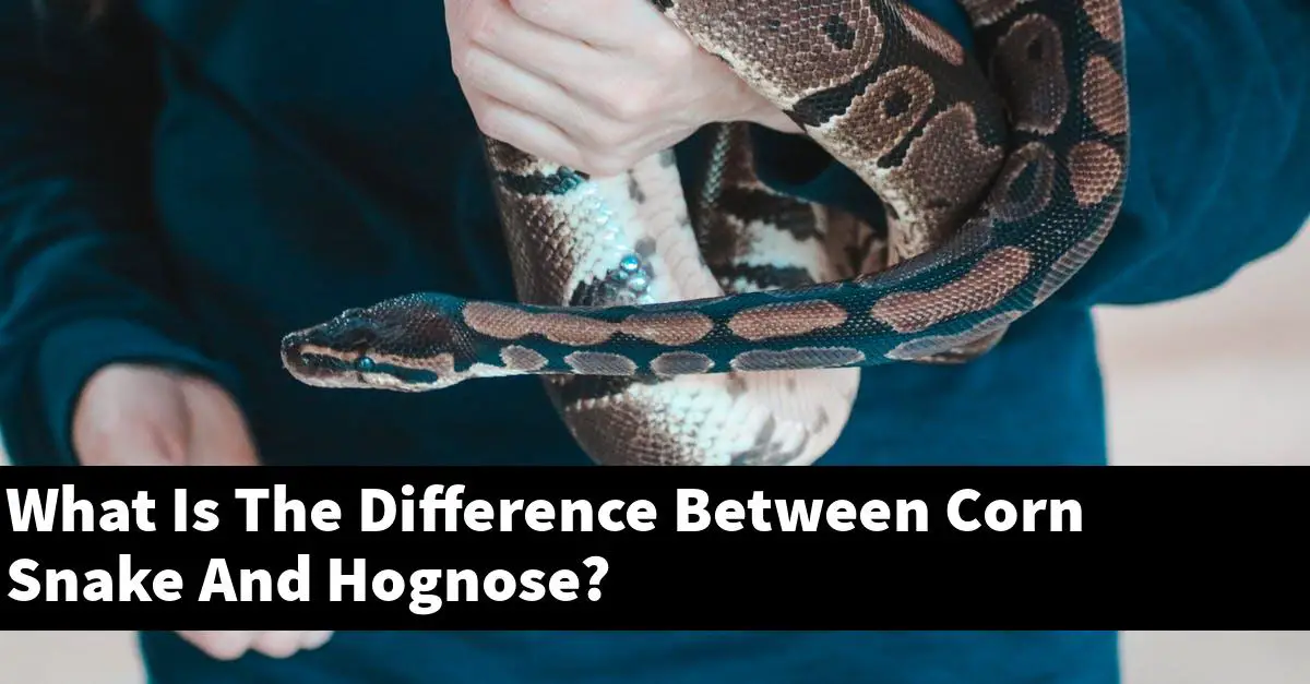 What Is The Difference Between Corn Snake And Hognose?