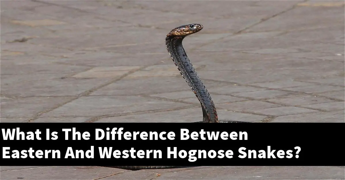 What Is The Difference Between Eastern And Western Hognose Snakes?
