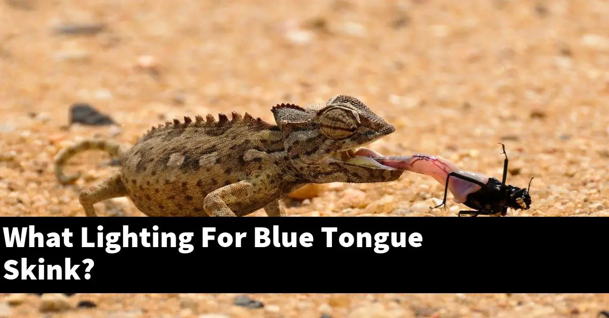 What Lighting For Blue Tongue Skink?