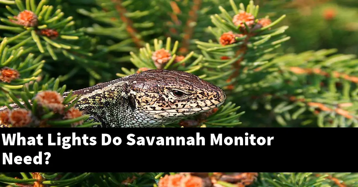 What Lights Do Savannah Monitor Need?