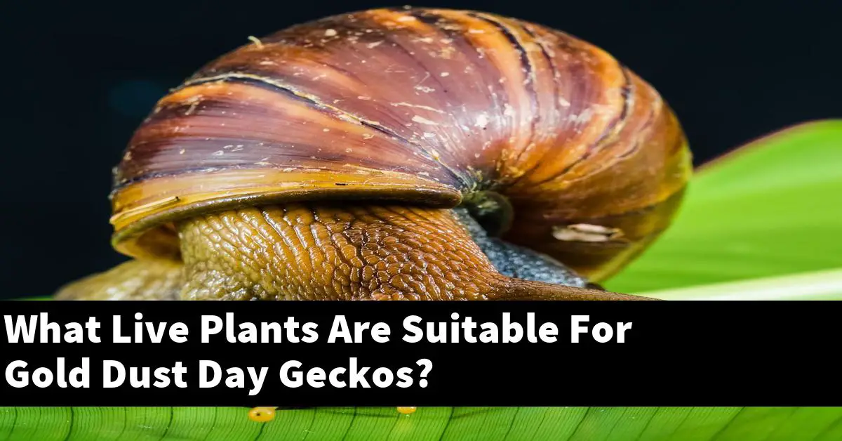 What Live Plants Are Suitable For Gold Dust Day Geckos?