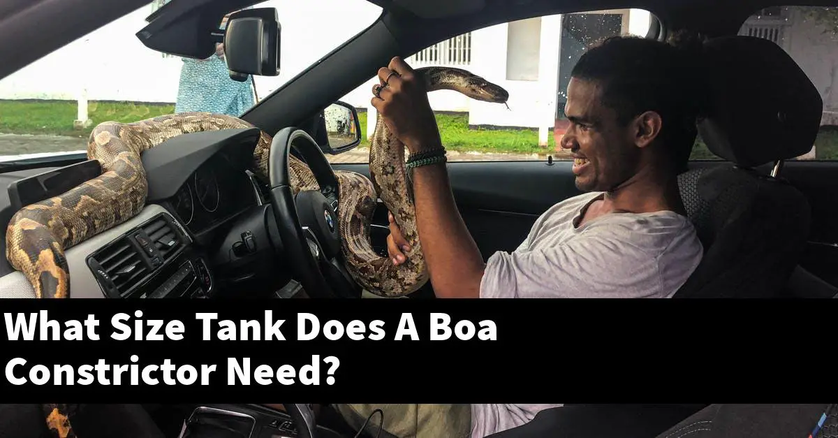 What Size Tank Does A Boa Constrictor Need?