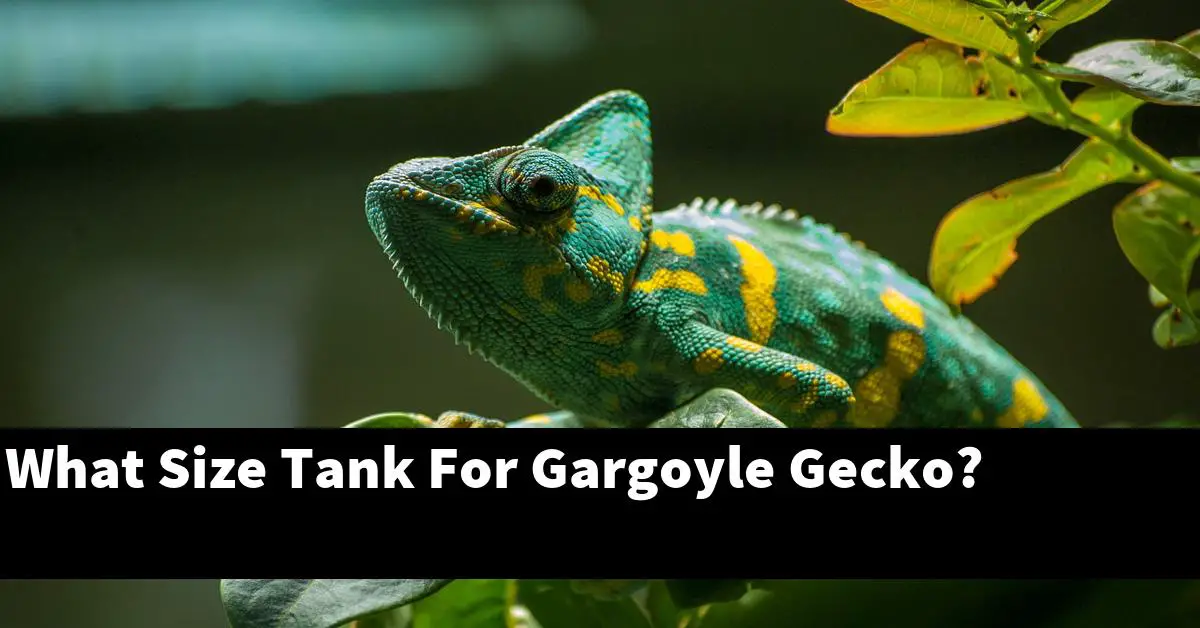 What Size Tank For Gargoyle Gecko?