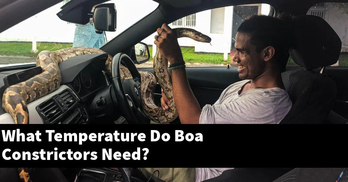 What Temperature Do Boa Constrictors Need?