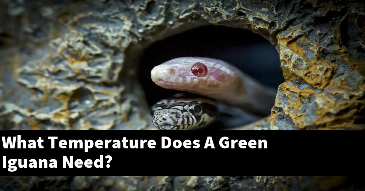 What Temperature Does A Green Iguana Need?