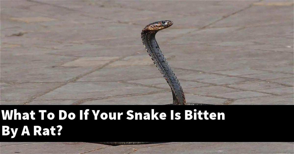 What To Do If Your Snake Is Bitten By A Rat?