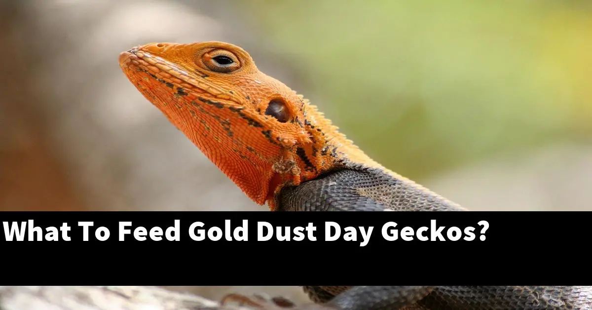 What To Feed Gold Dust Day Geckos?