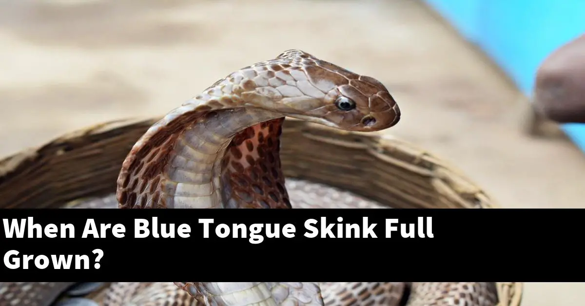 When Are Blue Tongue Skink Full Grown?