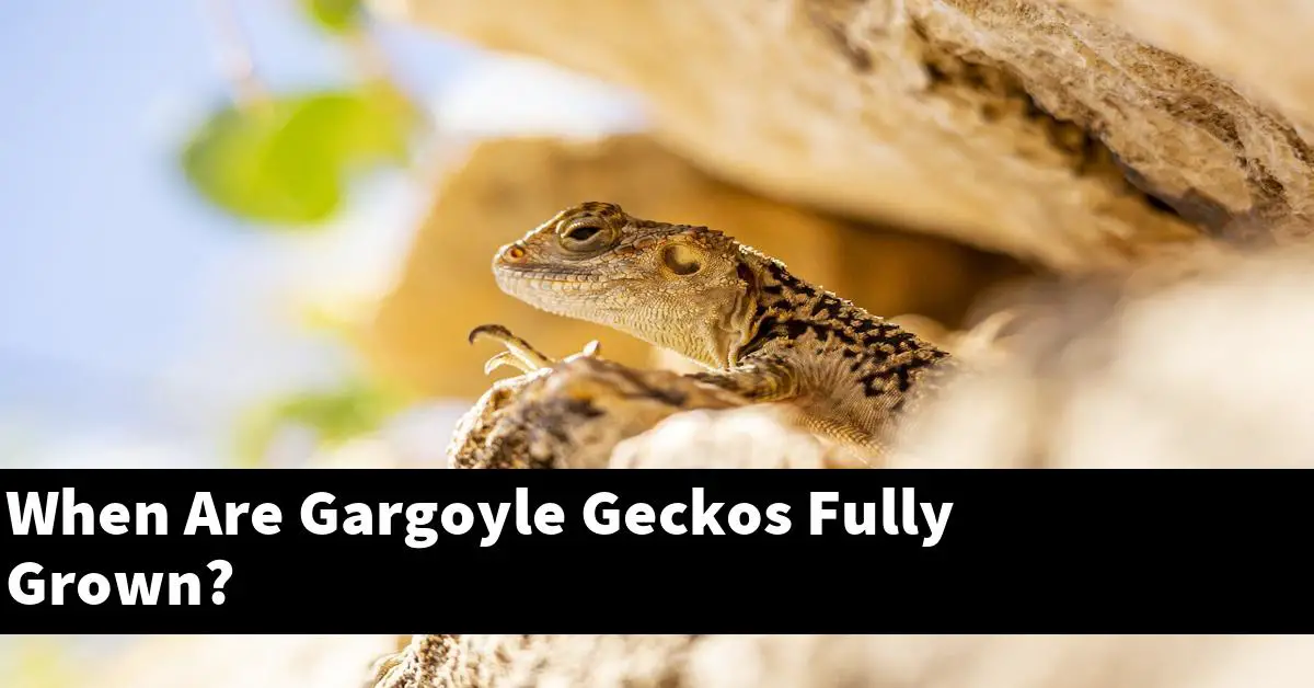 When Are Gargoyle Geckos Fully Grown?