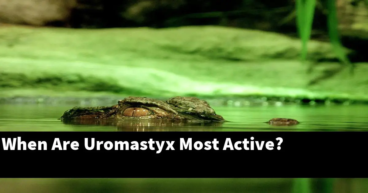 When Are Uromastyx Most Active?