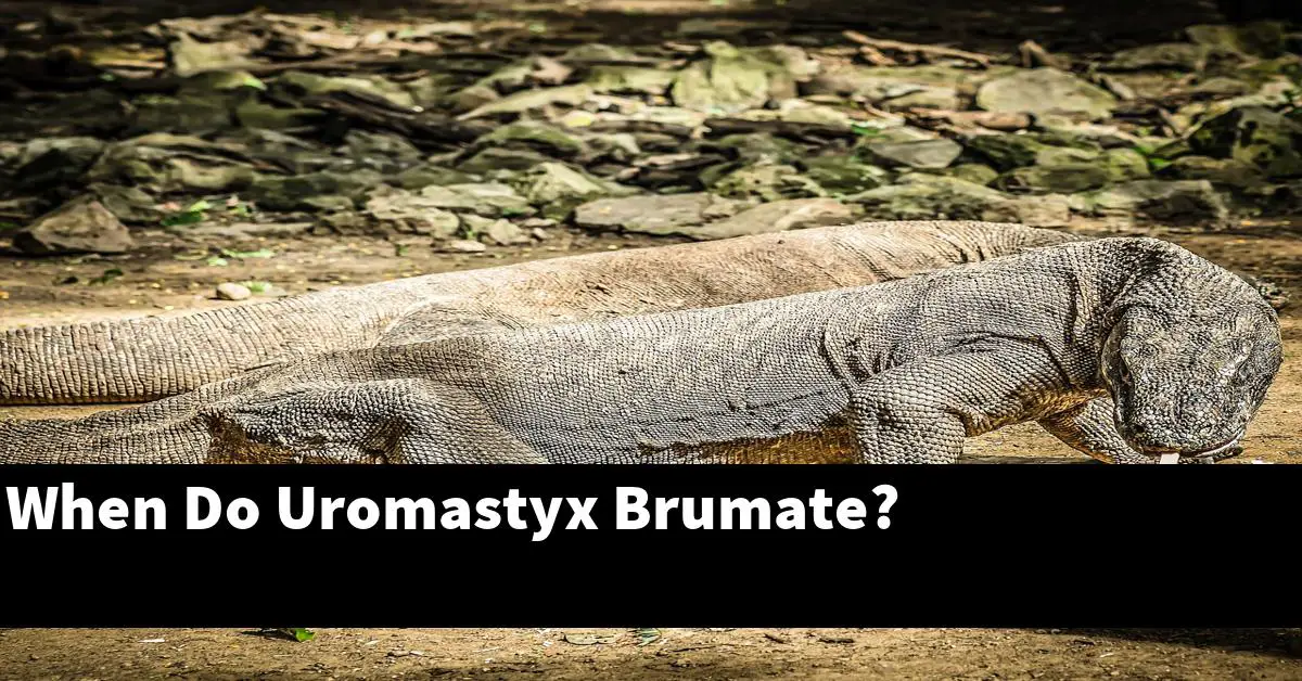 When Do Uromastyx Brumate?