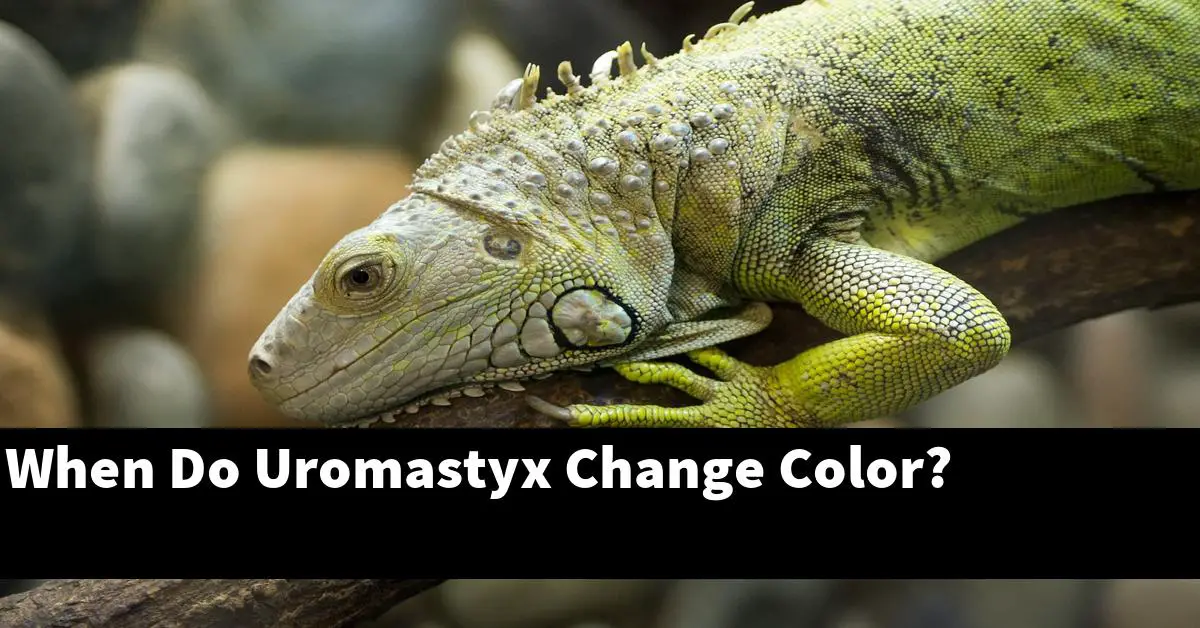 When Do Uromastyx Change Color?
