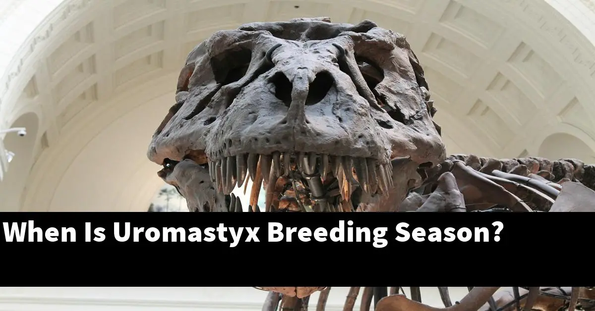 When Is Uromastyx Breeding Season?