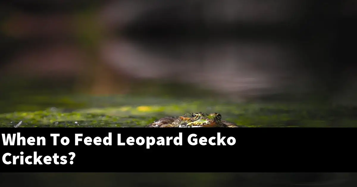 When To Feed Leopard Gecko Crickets?