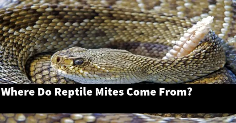 Where Do Reptile Mites Come From? - My Reptile Blog